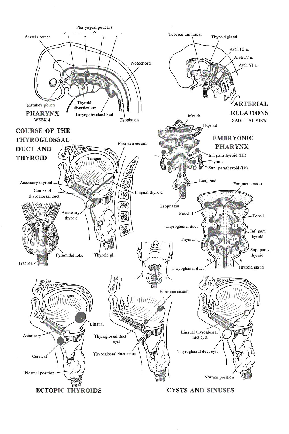 branchial arches derivatives