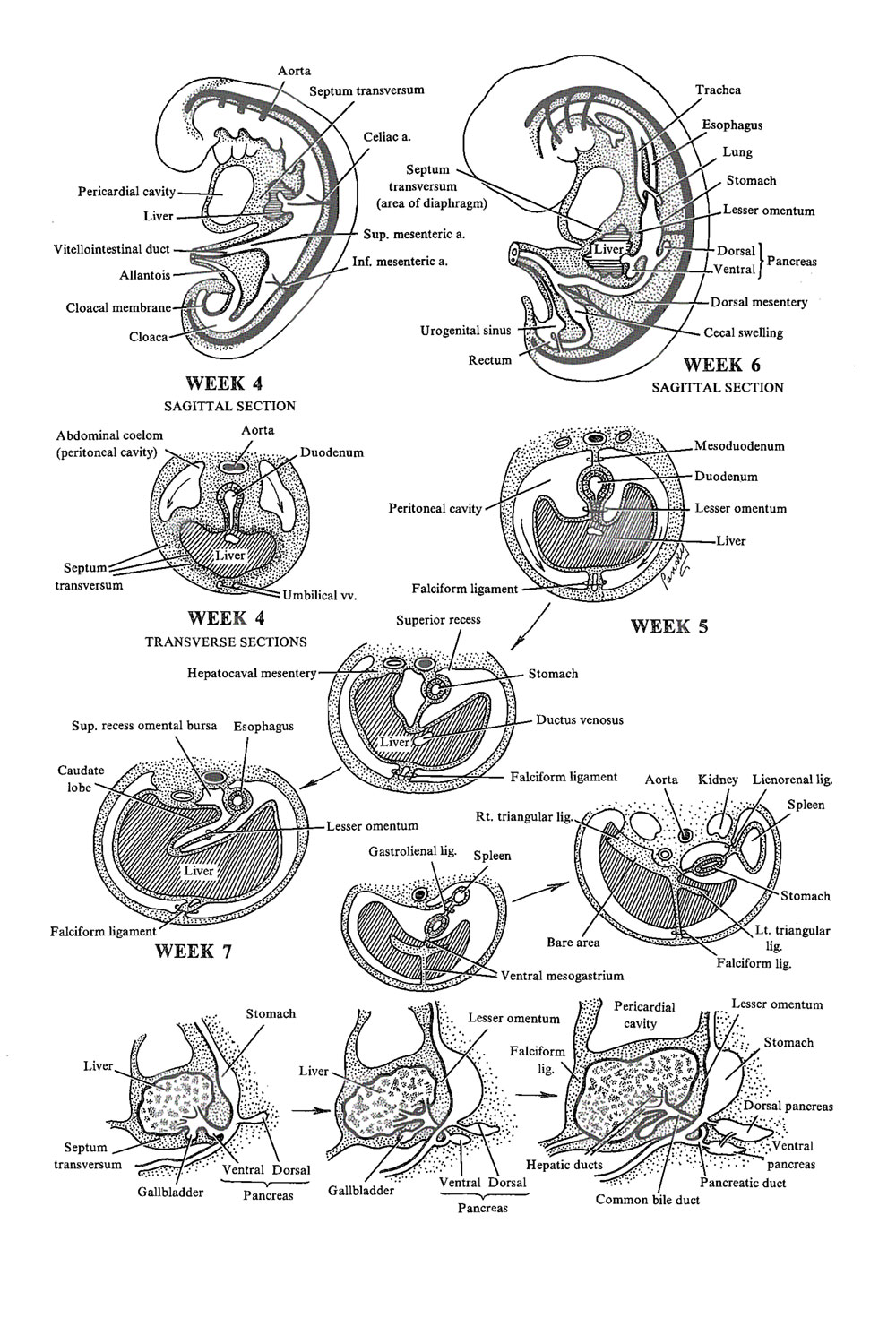 Septum Transversum