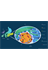 Cellular Structure of the Pancreas