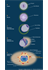Early Embryonic Development