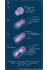 Early Mouse Embryonic Development 