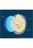 Embryonic Tissues Involved in Early Hematopoiesis