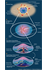 Gastrulation