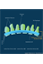 Glomerular Basement Membrane (GBM) Structure