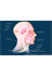 Head Musclature