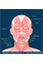 Head Skeletal Muscles Anatomy