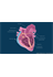 Heart Conduction System