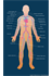 Human Cardiovascular System