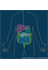 Human Digestive System