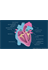 Human Heart Structure