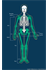 Human Limb Bones