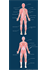 Human Skeletal Muscle Distribution