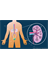 Kidney anatomy