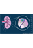 Kidney structure
