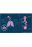 Lung Anatomy and Structure