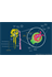 Nephron structure