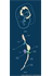 The Developing Gut Tube