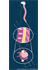 The Spinal Cord