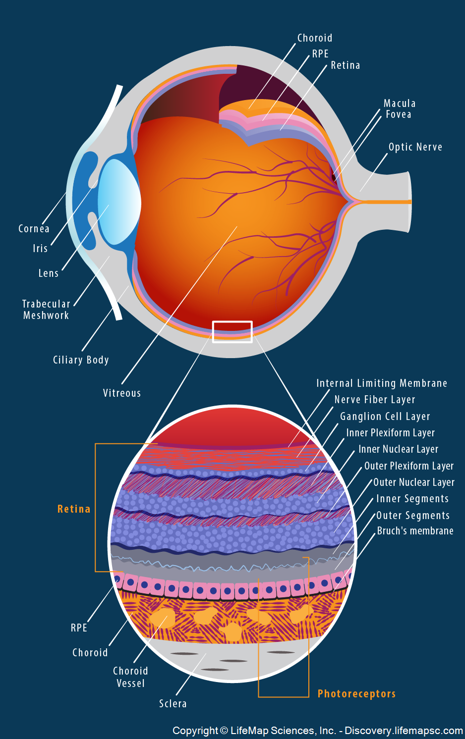 human-eye-anatomy-infographic-lifemap-discovery