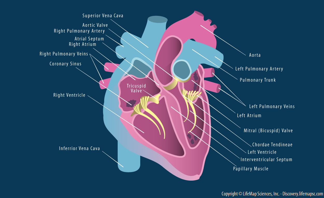 Human Heart Structure infographic - LifeMap Discovery