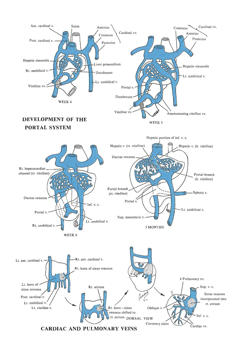 Chapter 127. Development of The Venous System: The Portal System and ...