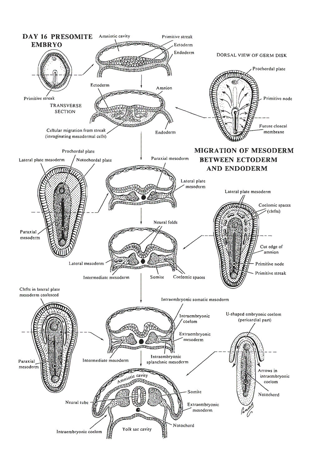 Chapter 20. Week 3 of Development: Intraembryonic Mesoderm, Somite ...