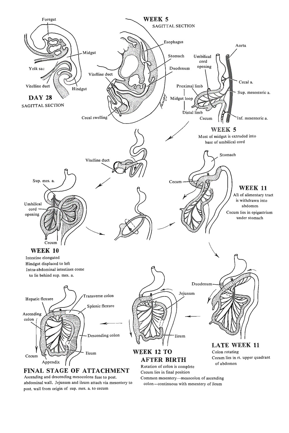 Chapter 84. Development of The Midgut: General Introduction - Review of ...