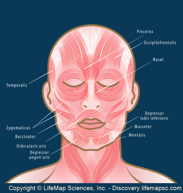 Head Skeletal Muscles Anatomy infographic - LifeMap Discovery